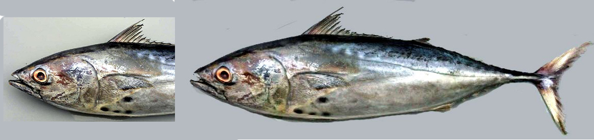 Euthynnus alletteratus_04.jpg